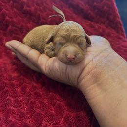 Brown collar male - Red  male Goldendoodle puppy in Fort Myers, Florida from Gandystailsofjoy