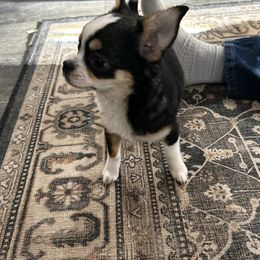 Fancy - Chihuahua