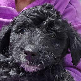 Blaze - Black and white male Aussiedoodle puppy in Windom, Texas from Wild Farm Puppies