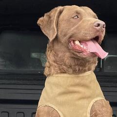 Artie - Chesapeake Bay Retriever