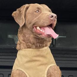 Artie - Chesapeake Bay Retriever