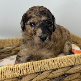Peanut Butter - Merle female Sheepadoodle puppy in Greeneville, Tennessee from Smokey Mountain Sheepadoodles