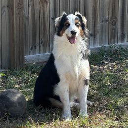 Sadie - Australian Shepherd