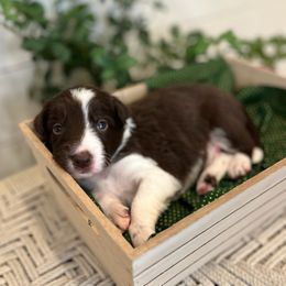 Bryce - White and red male Bordoodle puppy in Valley Center, California from Circle R Valley Bordoodls