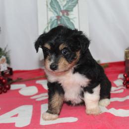 Candy - Black tri-color female Aussiedoodle puppy in Tuscola, Illinois from Dream on puppies