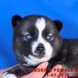 CINDER'S FEMALE 4 - Black and white female Siberian Husky puppy in Manilla, Iowa from Bruck's Siberian Huskies