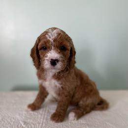 Ace - Red  male Goldendoodle puppy in Stanford, Kentucky from Holloway Goldendoodles