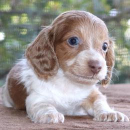 Puppy B Purebred DNA Tested Parents Family Raised - Piebald male Dachshund puppy in Haines City, Florida from Divine Poodle Paradise Standard Poodles & Divine Dachshunds