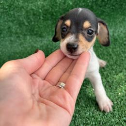 Autumn - Piebald female Dachshund puppy in Hawley, Texas from Little e Dachshunds