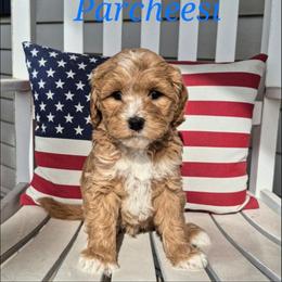 PARCHEESI - Caramel male Labradoodle puppy in Sussex, Wisconsin from Dancing Doodles