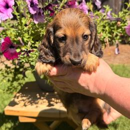 Boy 2 - Red male Dachshund puppy in Santa Rosa, California from Signature Mini Dachshunds