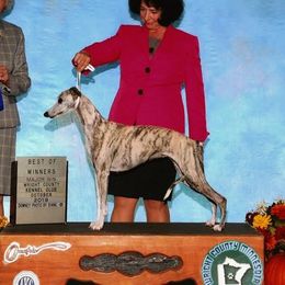 Gracie - Whippet