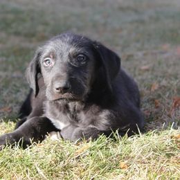 Irish Wolfhound and Pomsky Puppies from Bingo's Puppies