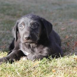 Irish Wolfhound and Pomsky Puppies from Bingo's Puppies