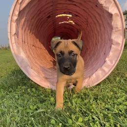 Belgian Malinois and German Shepherd Puppies from Madhouse’s Belgian Malinois and German Shepherds
