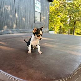Teacup Mickey - Black and white male Chihuahua puppy in Alvord, Texas from Gift of Gods Favor