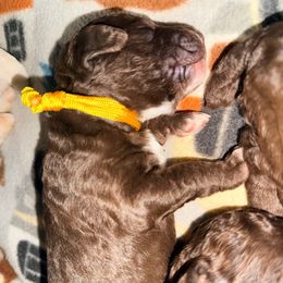 Chocolate Female (white feet) - Brown female Poodle puppy in Mendenhall, Mississippi from Red Bayou Kennels, LLC
