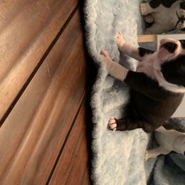 Boston Terrier Puppies from Marjena Bass