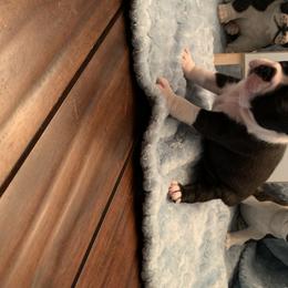 Boston Terrier Puppies from Marjena Bass