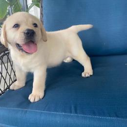 Girl 3 - Yellow female Labrador Retriever puppy in Maynardville, Tennessee from Three Bears Labradors