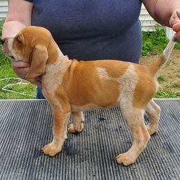 American English Coonhound Puppies from Passchendaele English Coonhounds