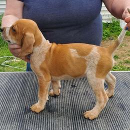 American English Coonhound Puppies from Passchendaele English Coonhounds
