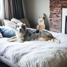 Solei - Miniature American Shepherd