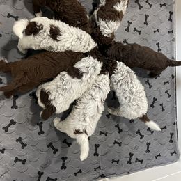 Lagotto Romagnolo Puppies from Agapē Lagotto Romagnolo