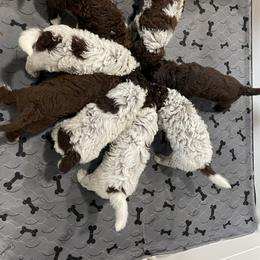Lagotto Romagnolo Puppies from Agapē Lagotto Romagnolo