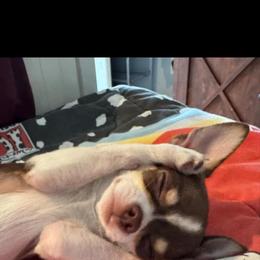 Chihuahua Puppies from Dog Bones N Harmony