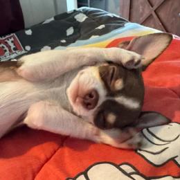 Chihuahua Puppies from Dog Bones N Harmony