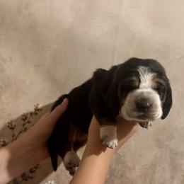 Girl 1 - female Basset Hound puppy in Tonkawa, Oklahoma from Lazy Daisy Basset Hounds