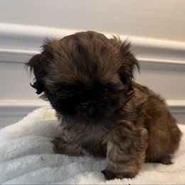 Eli - Liver male Shih Tzu puppy in Covington, Georgia from Top Hats 2  Shih Tzu’s