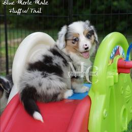 Tweed (Merle Fluff w Tail) - Blue merle and white male American Corgi puppy in Straughn, Alabama from Magnolia Creek Corgis