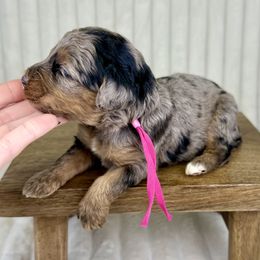 Pink collar girl - Merle female Bernedoodle puppy in Crete, Illinois from Plum Valley Pups