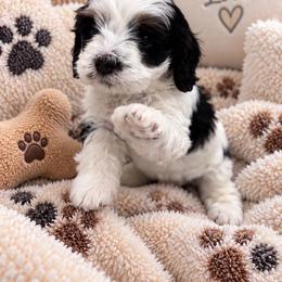 Vaky - Black white and tan male Cockapoo puppy in Miami, Florida from Peshos Cockapoos