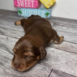 Mocha - Chocolate and tan female Dachshund puppy in Miami, Florida from Maitime Dachshund