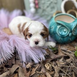 Snow - Blenheim female Cavalier King Charles Spaniel puppy in Ore City, Texas from Castle Grogan Cavaliers