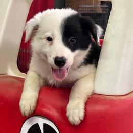 Border Collies from Morning Glory Farm-border collies