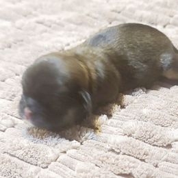 Puppy One - Brindle female Shih Tzu puppy in Belleville, Michigan from Patricia's Heavenly Earth Angels