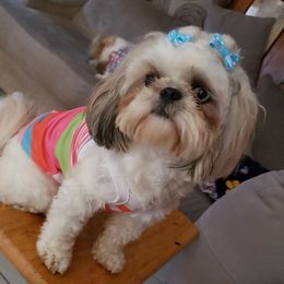 Boni - Shih Tzu