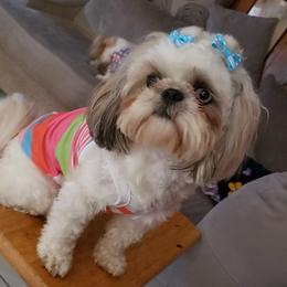 Boni - Shih Tzu