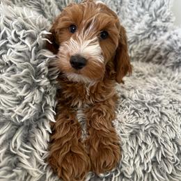 Rivers - Red  male Goldendoodle puppy in Glendale, Arizona from Follow Your Bliss Doodles