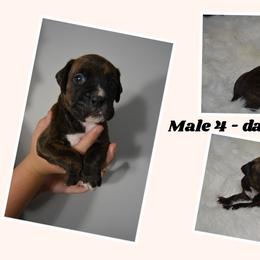 Boxer Puppies from Bowers Boxers