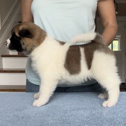 Girl 5 - Akita puppy in Coopersburg, Pennsylvania from Main Street Akitas