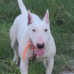 Bull Terriers from KBs. Bull Terriers