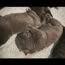 Girl 1 - Gray female Cane Corso puppy in Douglasville, Georgia from Palazzo Cane Corso