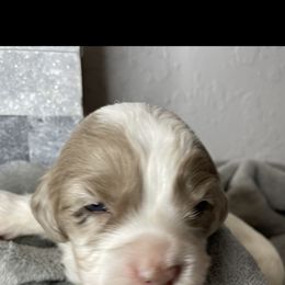 Cockapoo Puppies from Doodle Corner