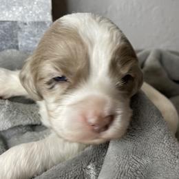 Cockapoo Puppies from Doodle Corner