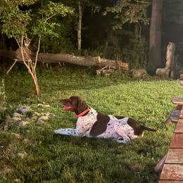 German Shorthaired Pointer Puppies from Cuilean farm and kennel